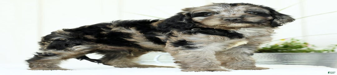 Griffen