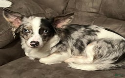 Chihuahua dogs for sale: Carter - Image 8