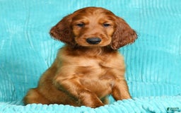 Irish Setter dogs for sale: Mack - Image 3