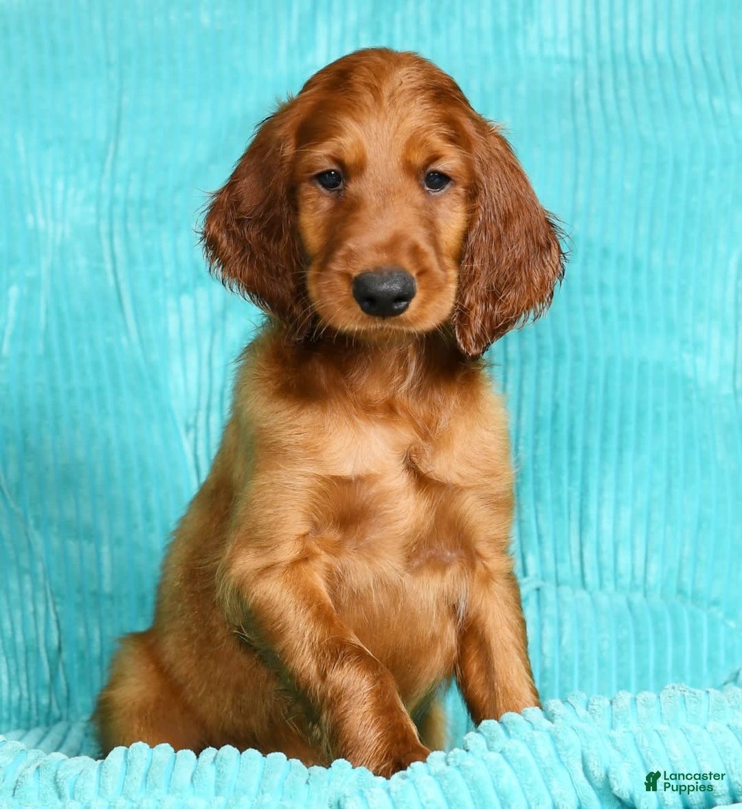 Irish Setter dogs for sale: Mack - Image 3