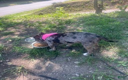 American Bully dogs for sale: Dior - Image 1