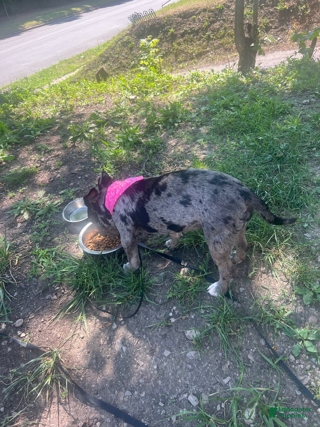 American Bully dogs for sale: Dior - Image 1