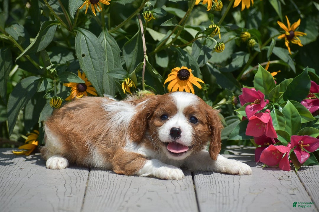 Cavalier King Charles Spaniel dogs for sale: Buster - Image 4