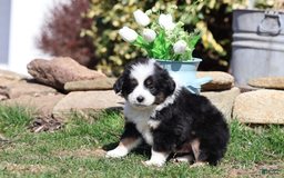 Miniature Australian Shepherd dogs for sale: Eisenhower - Image 10