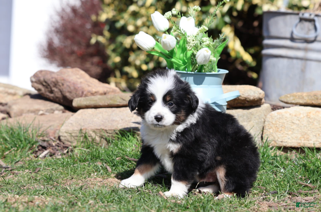 Miniature Australian Shepherd dogs for sale: Eisenhower - Image 10