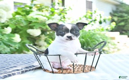 Chihuahua dogs for sale: Zimmer - Image 6