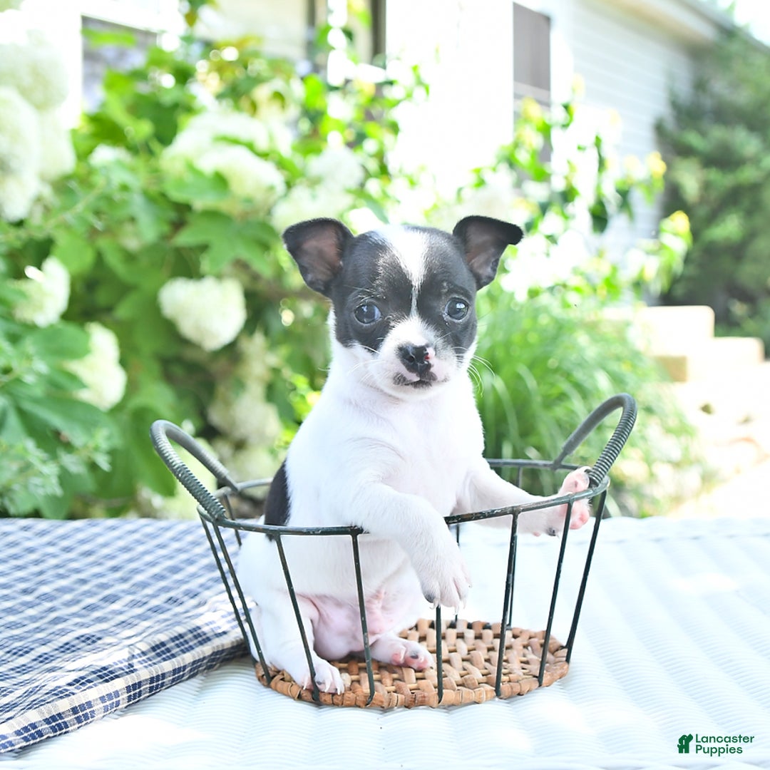 Chihuahua dogs for sale: Zimmer - Image 6