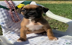 Boxer dogs for sale: Bo - Image 3