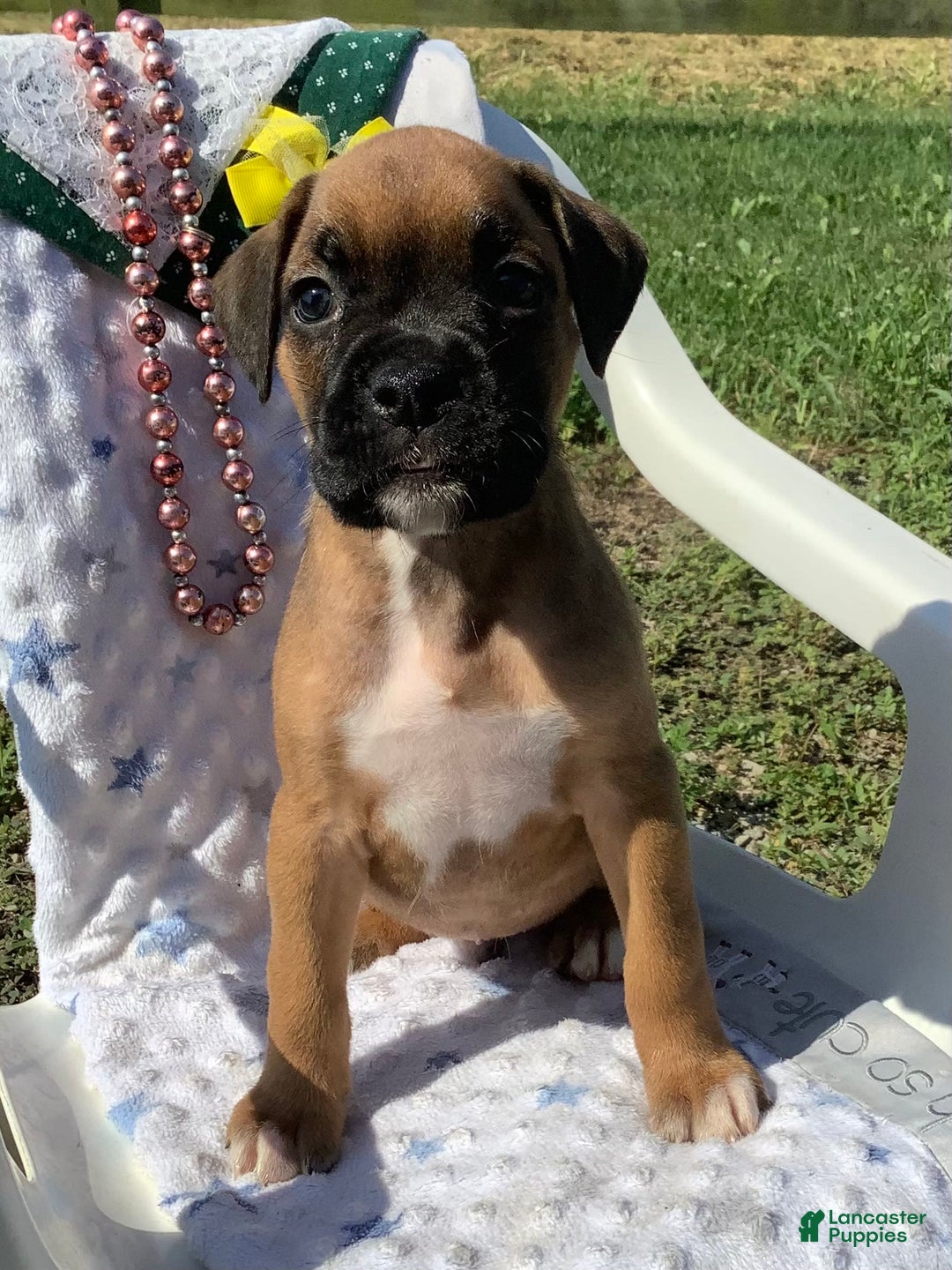 Boxer dogs for sale: Bo - Image 3