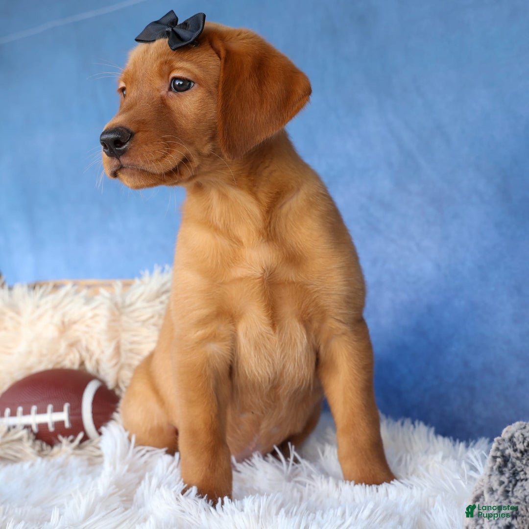 Labrador Retriever dogs for sale: Red Fox George - Image 2