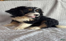 Mini Bernedoodle dogs for sale: Milo - Image 3