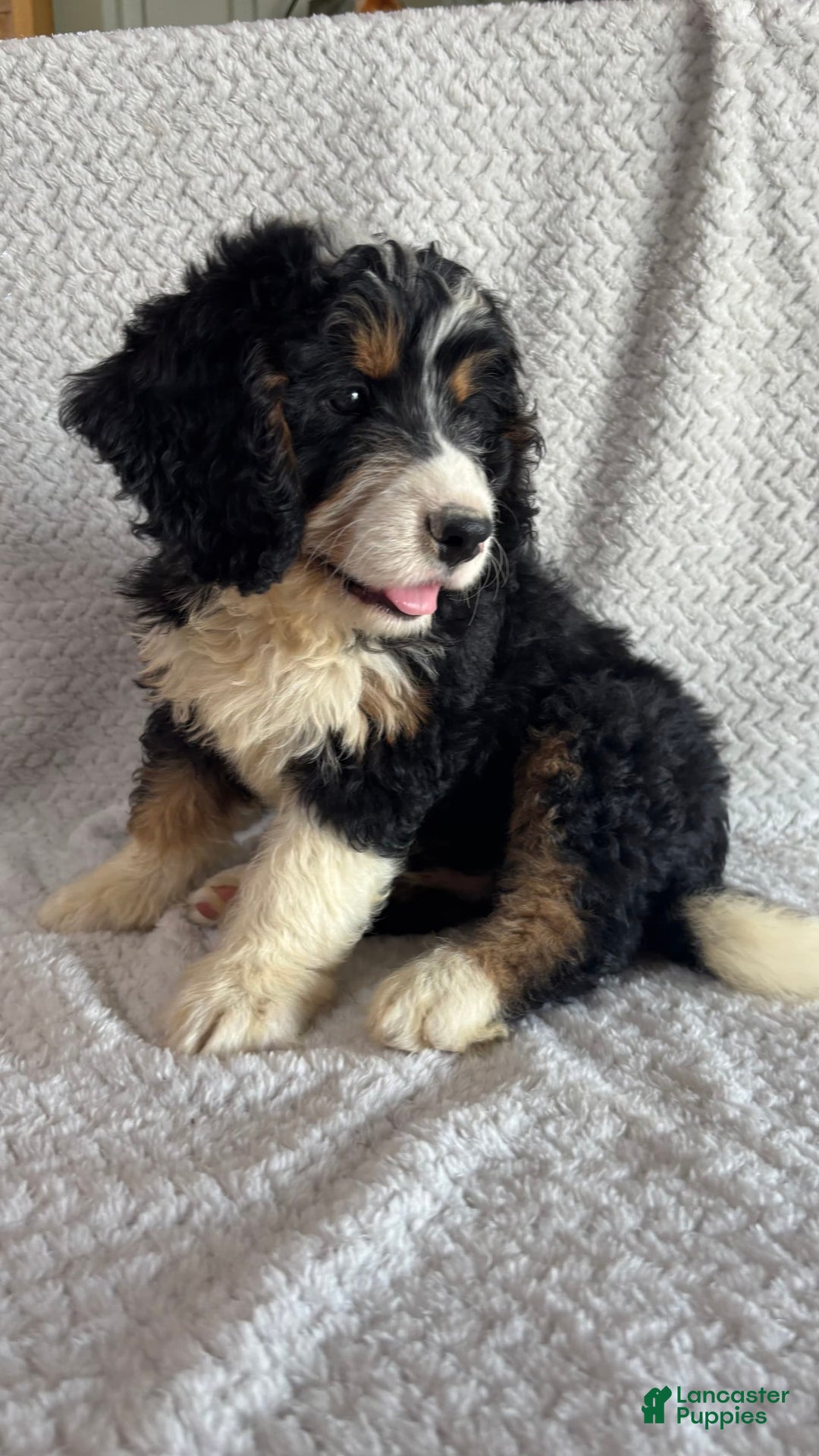 Mini Bernedoodle dogs for sale: Milo - Image 3