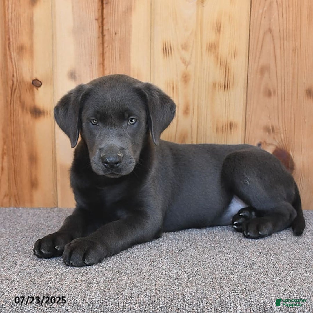 Labrador Retriever dogs for sale: Renee - Image 7