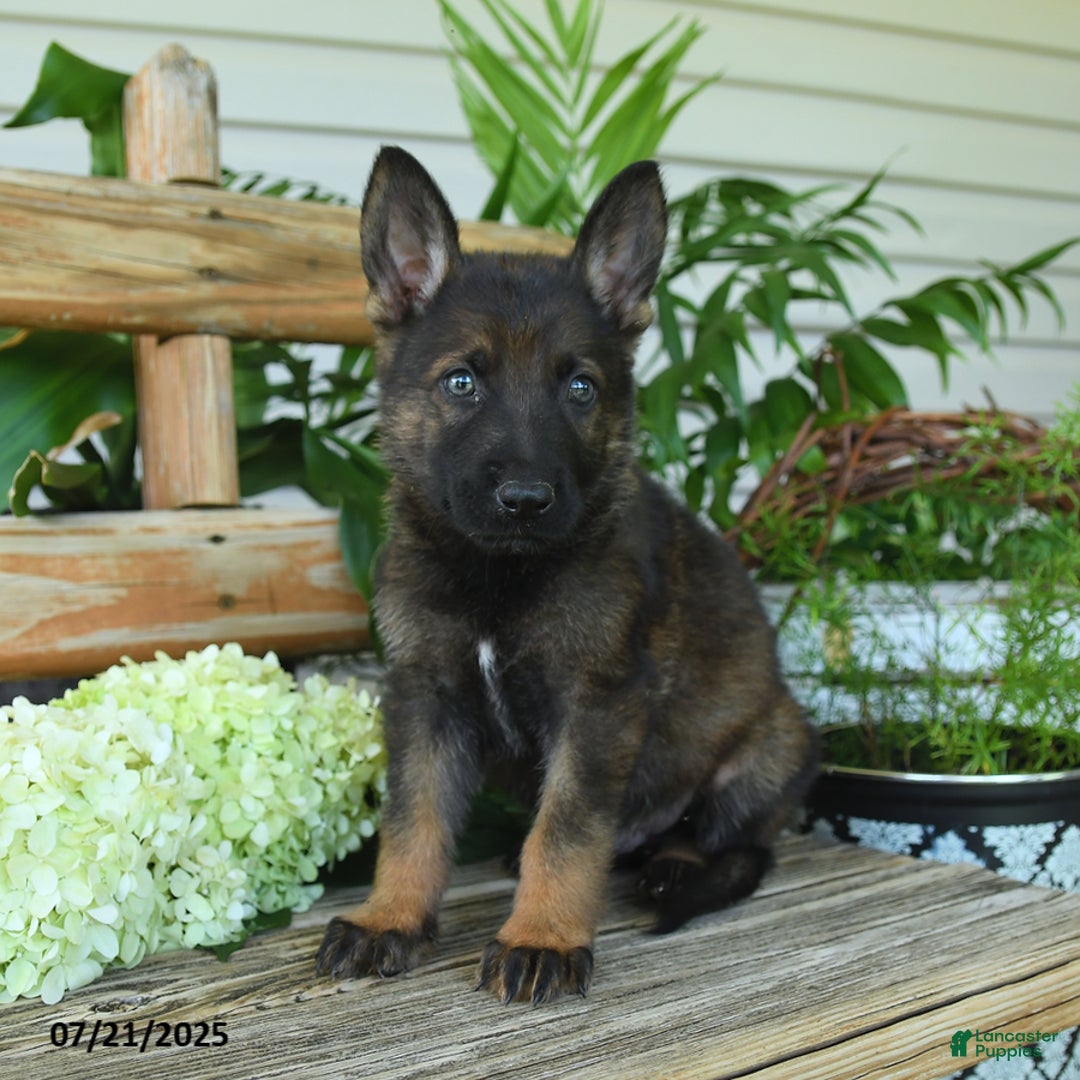 German Shepherd dogs for sale: German Shepherd 10 puppies - Image 13