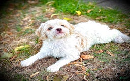 Shihpoo dogs for sale: Candy - Image 1