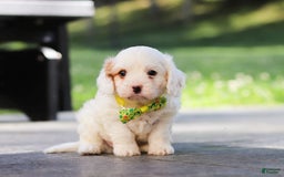 Cavapoo dogs for sale: Bentley - Image 4