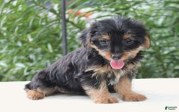 Yorkshire Terrier dogs for sale: Reese - Image 2
