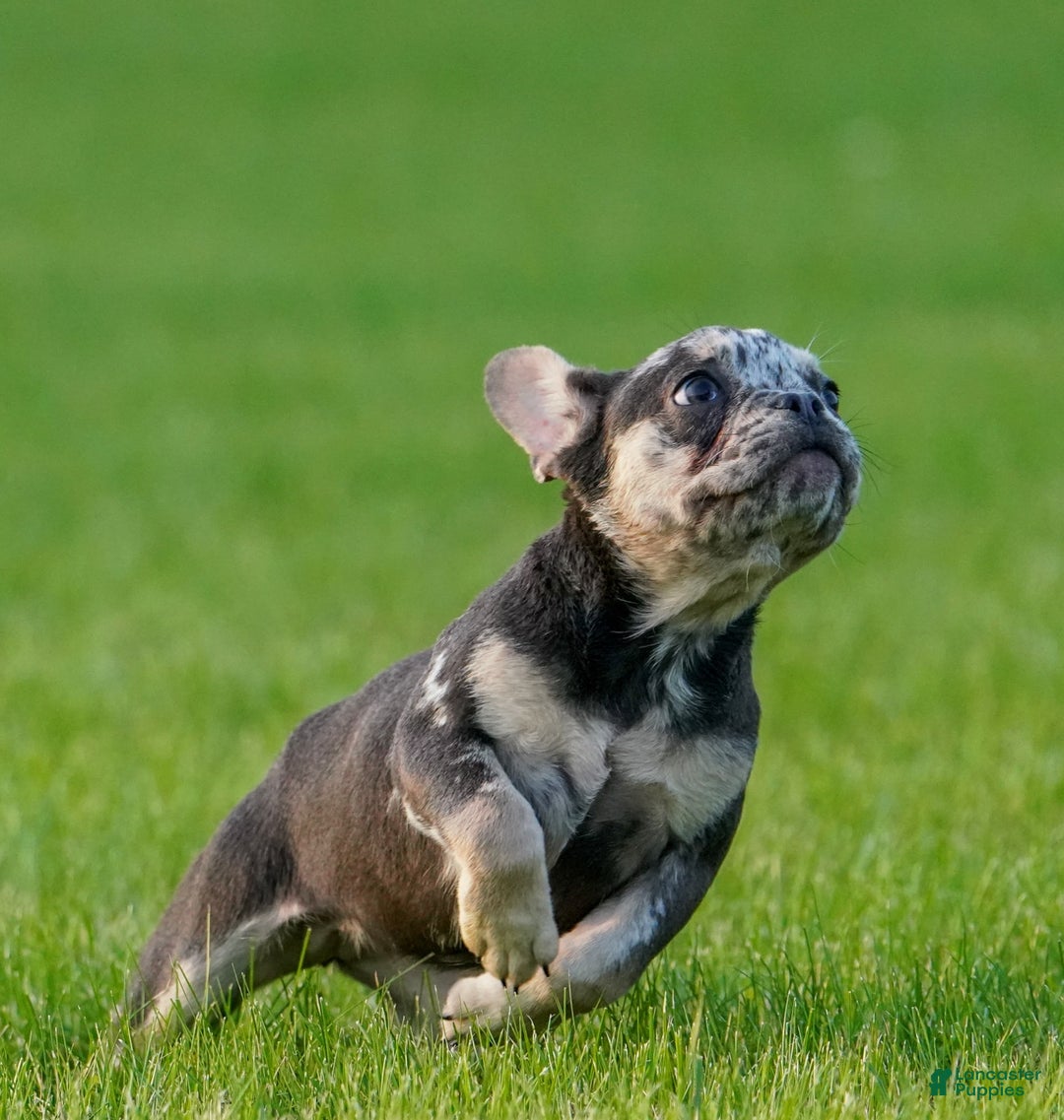 French Bulldog dogs for sale: Arlo - Image 1