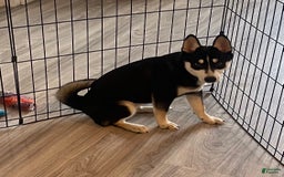 Alaskan Klee Kai dogs for sale: Naymeria - Image 12