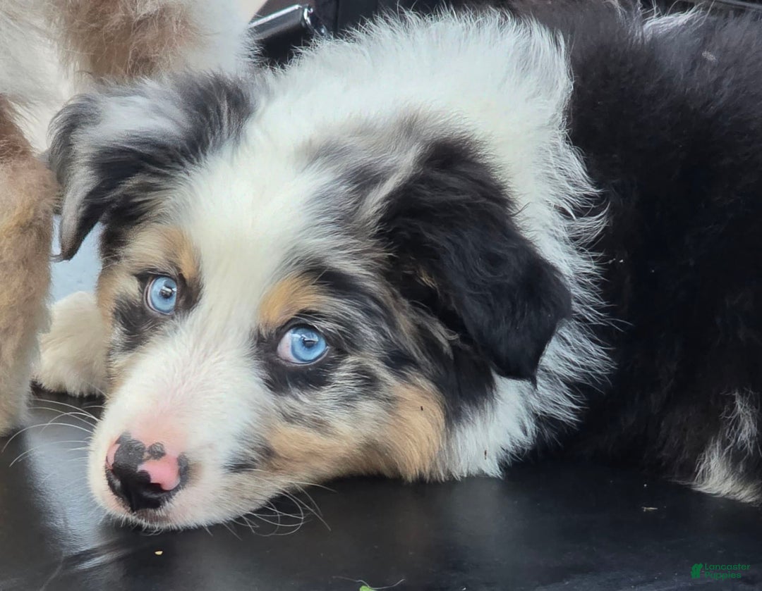 Australian Shepherd dogs for sale: Finn - Image 5
