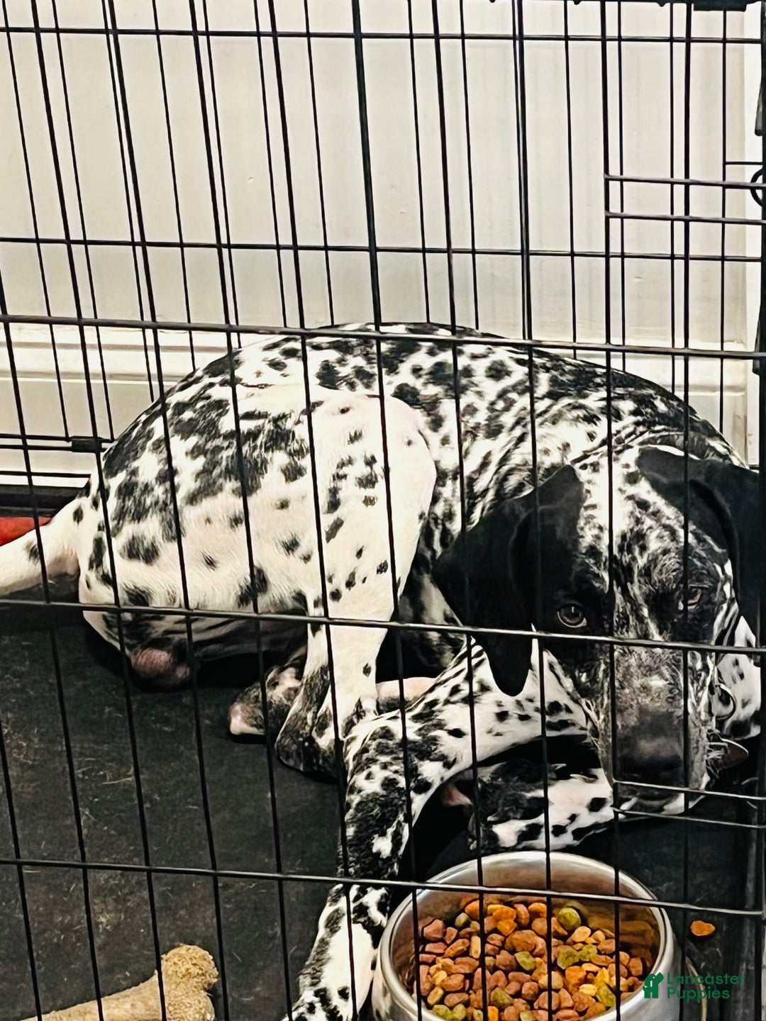 Dalmatian dogs for sale: Ghost - Image 4