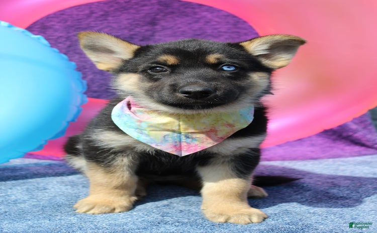 Gerberian Shepsky dogs for sale - Ad 2
