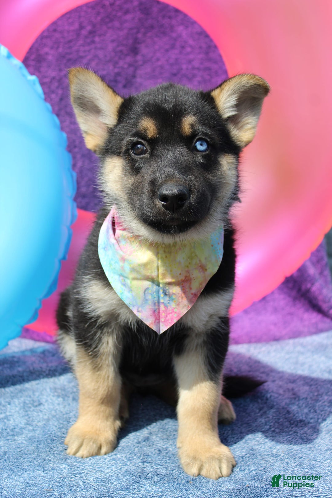 Gerberian Shepsky dogs for sale: Gerberian Shepsky 2 puppies - Image 4