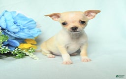 Chihuahua dogs for sale: Max - Image 5