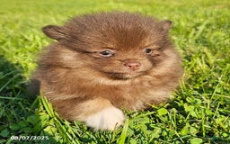 Pomeranian dogs for sale: Rosa - Image 1