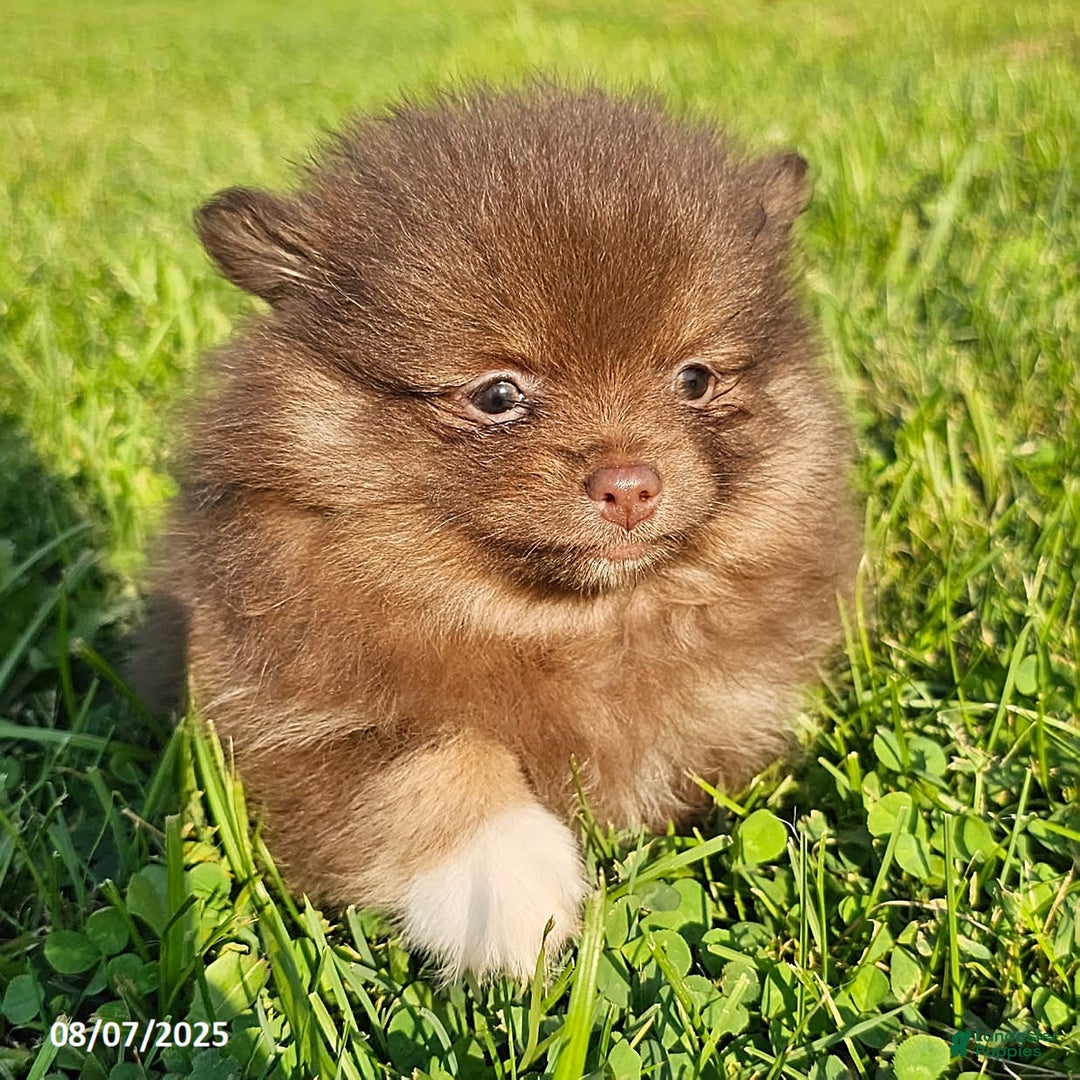 Pomeranian dogs for sale: Rosa - Image 1
