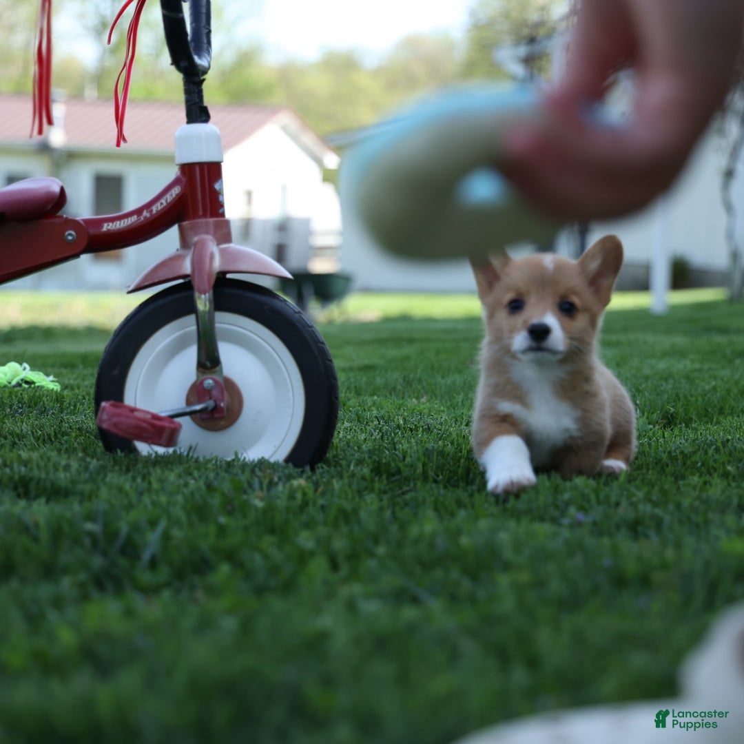 Welsh Corgi Pembroke dogs for sale: Gilbert - Image 15