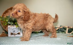Mini Goldendoodle dogs for sale: Sophie - Image 5