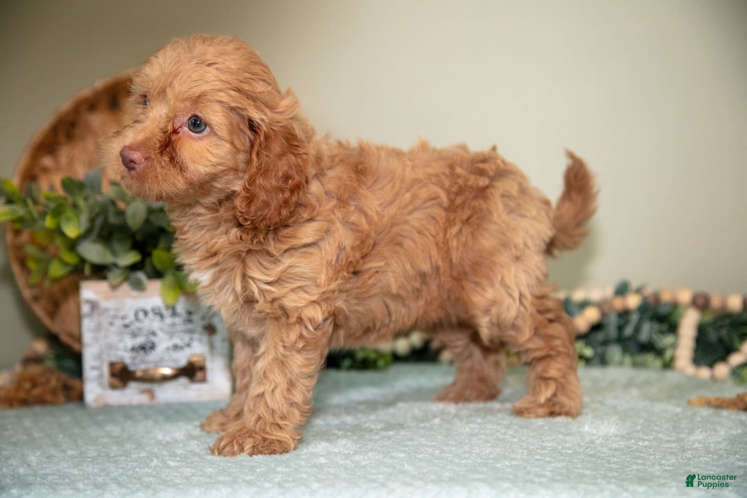 Mini Goldendoodle dogs for sale: Sophie - Image 5