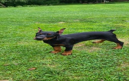 Doberman Pinscher dogs for sale: Athena Orange Collar Female - Image 5
