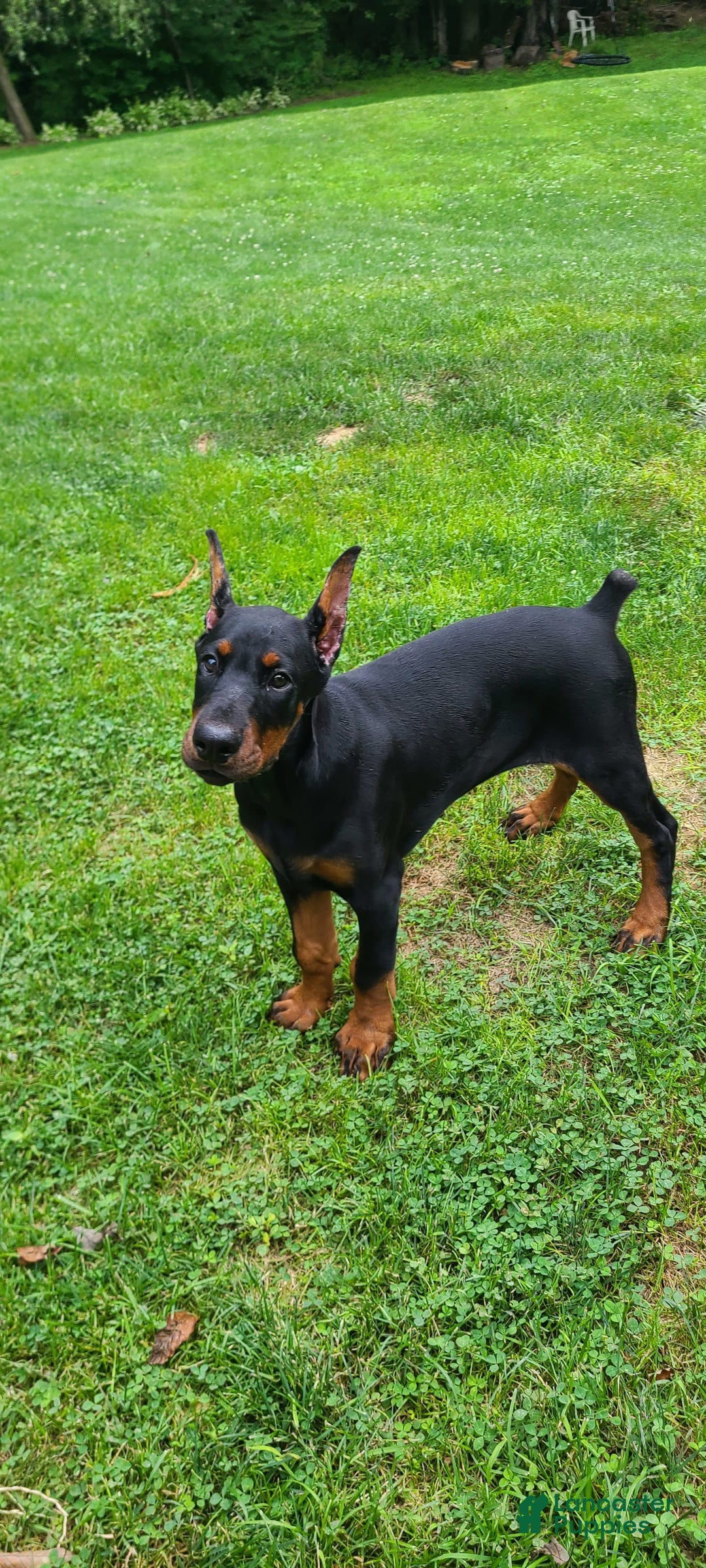 Doberman Pinscher dogs for sale: Athena Orange Collar Female - Image 5