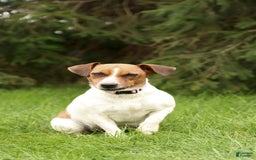 Jack Russell Terrier dogs for sale: Marsha - Image 4