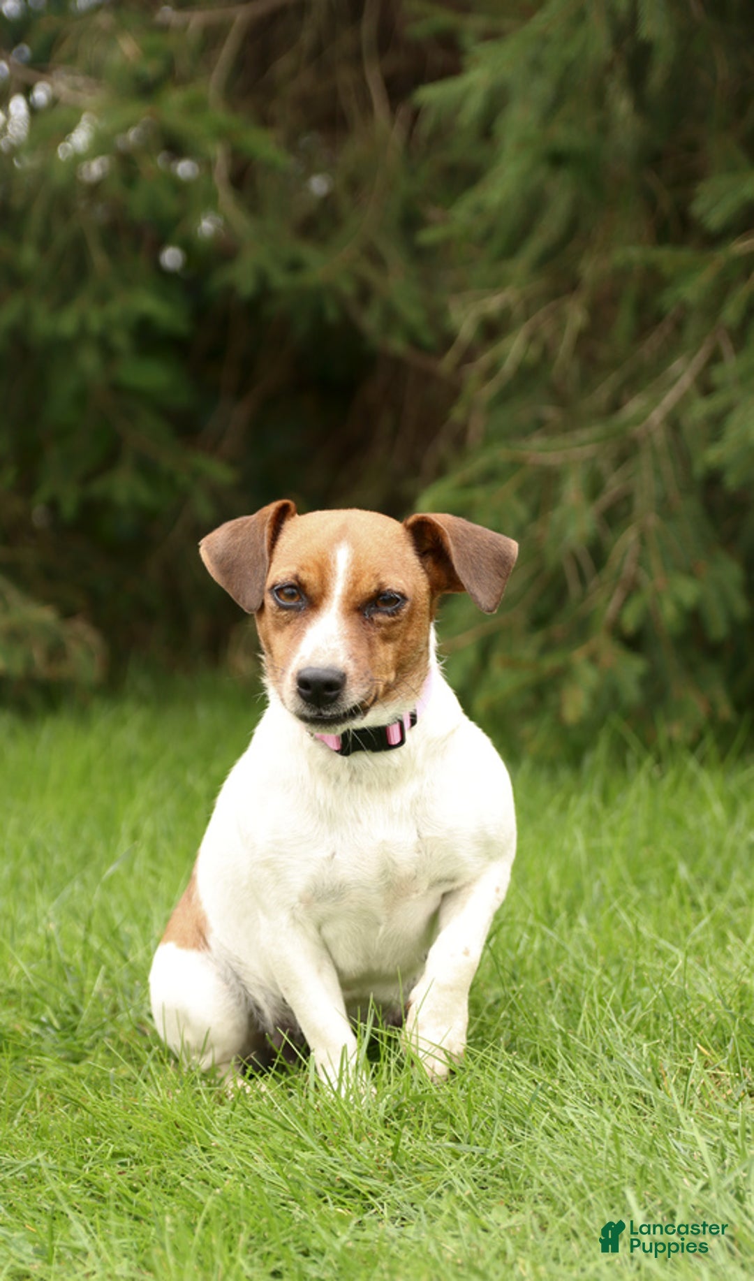 Jack Russell Terrier dogs for sale: Marsha - Image 4