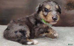 Shetland Sheepdog dogs for sale: Orbit - Image 2