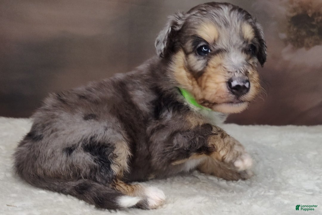 Shetland Sheepdog dogs for sale: Orbit - Image 2