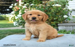 Miniature Golden Retriever dogs for sale: Sawyer - Image 1