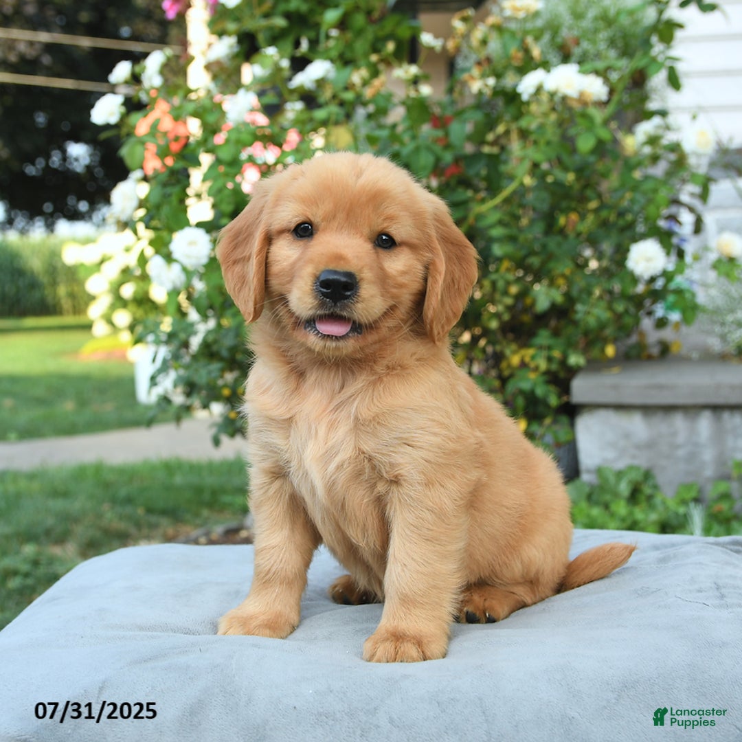 Miniature Golden Retriever dogs for sale: Sawyer - Image 1