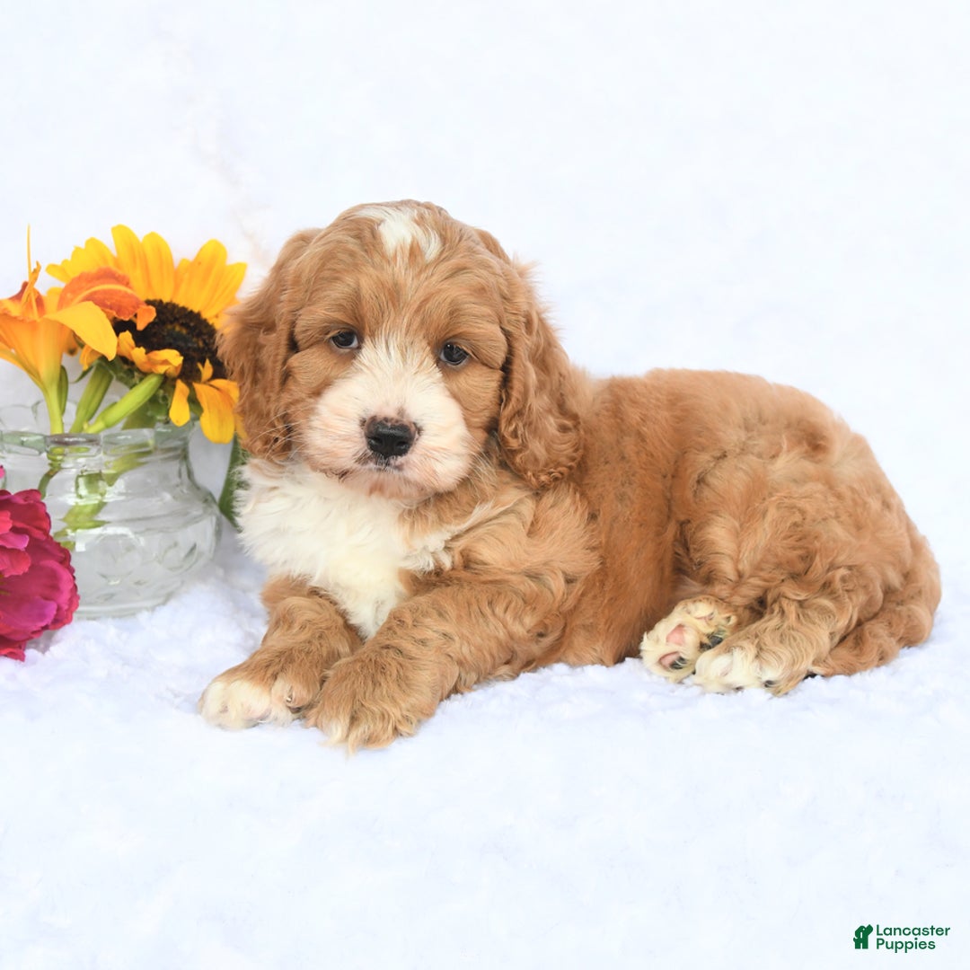 Cockapoo dogs for sale: Reagan - Image 2