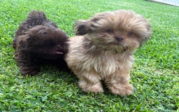 Shih Tzu dogs for sale: Brennan - Image 23