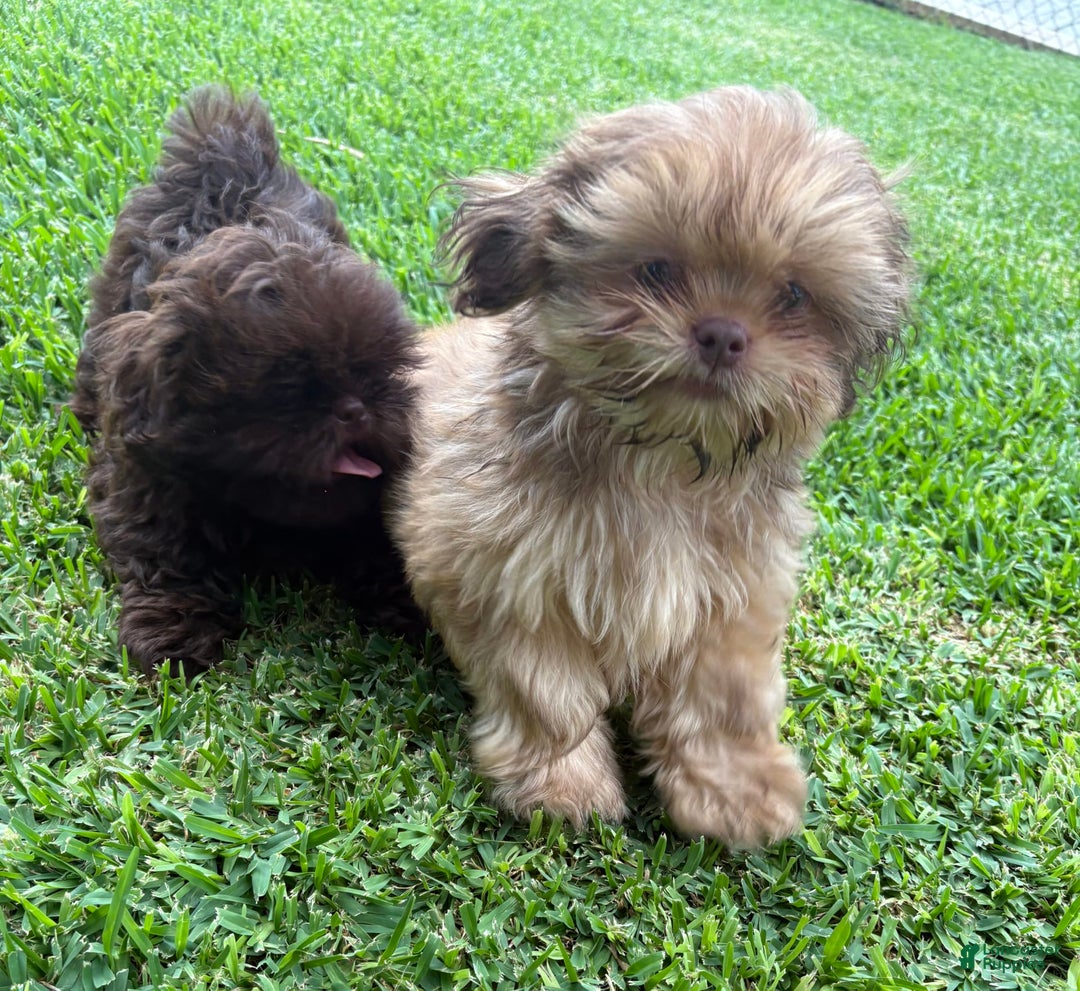 Shih Tzu dogs for sale: Brennan - Image 23