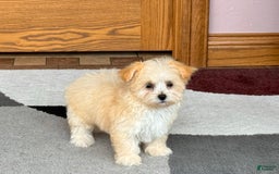 Maltipoo dogs for sale: Susie - Image 5