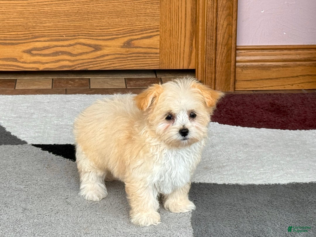 Maltipoo dogs for sale: Susie - Image 5