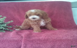 Mini Goldendoodle dogs for sale: Elvis - Image 3