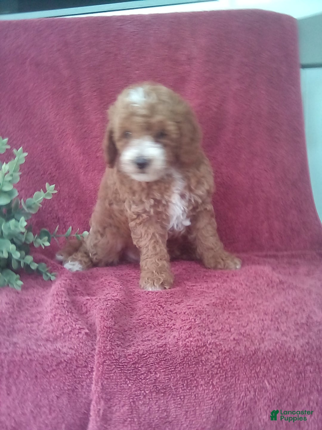 Mini Goldendoodle dogs for sale: Elvis - Image 3