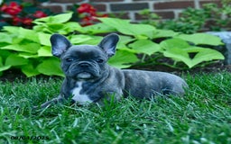 French Bulldog dogs for sale: Jozzy - Image 4