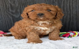 Cavapoo dogs for sale: Toby - Image 2
